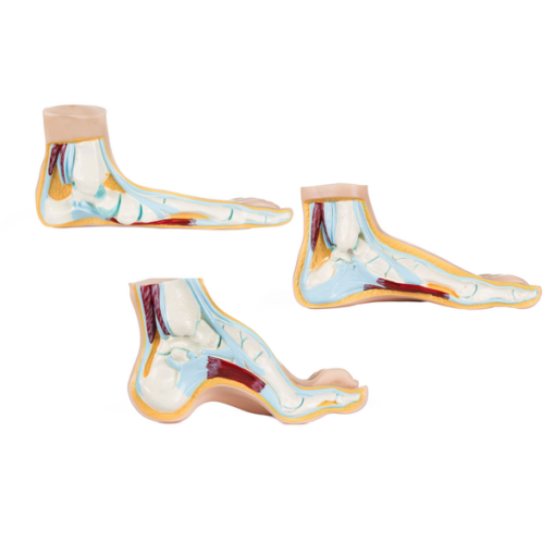 Anatomic Feet (3)