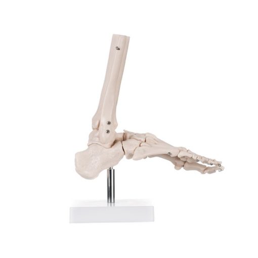 Foot Skeleton